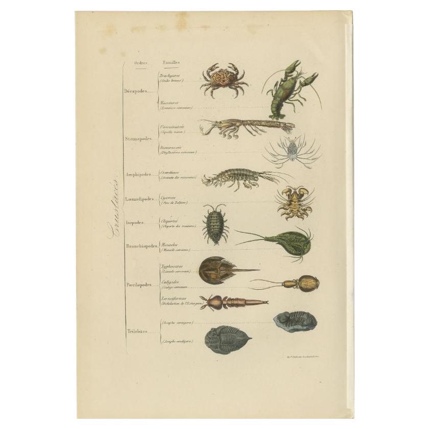 Antique print titled 'Crustacés'. Print of various crustaceans including crabs, lobsters, shrimps and others. This print originates from 'Musée d'Histoire Naturelle' by M. Achille Comte. 

Artists and Engravers: Published by Gustave
