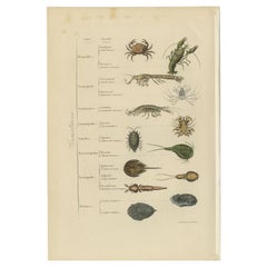 Antique Print of Various Crustaceans, incl a Crab, Lobster, Squid, 1854