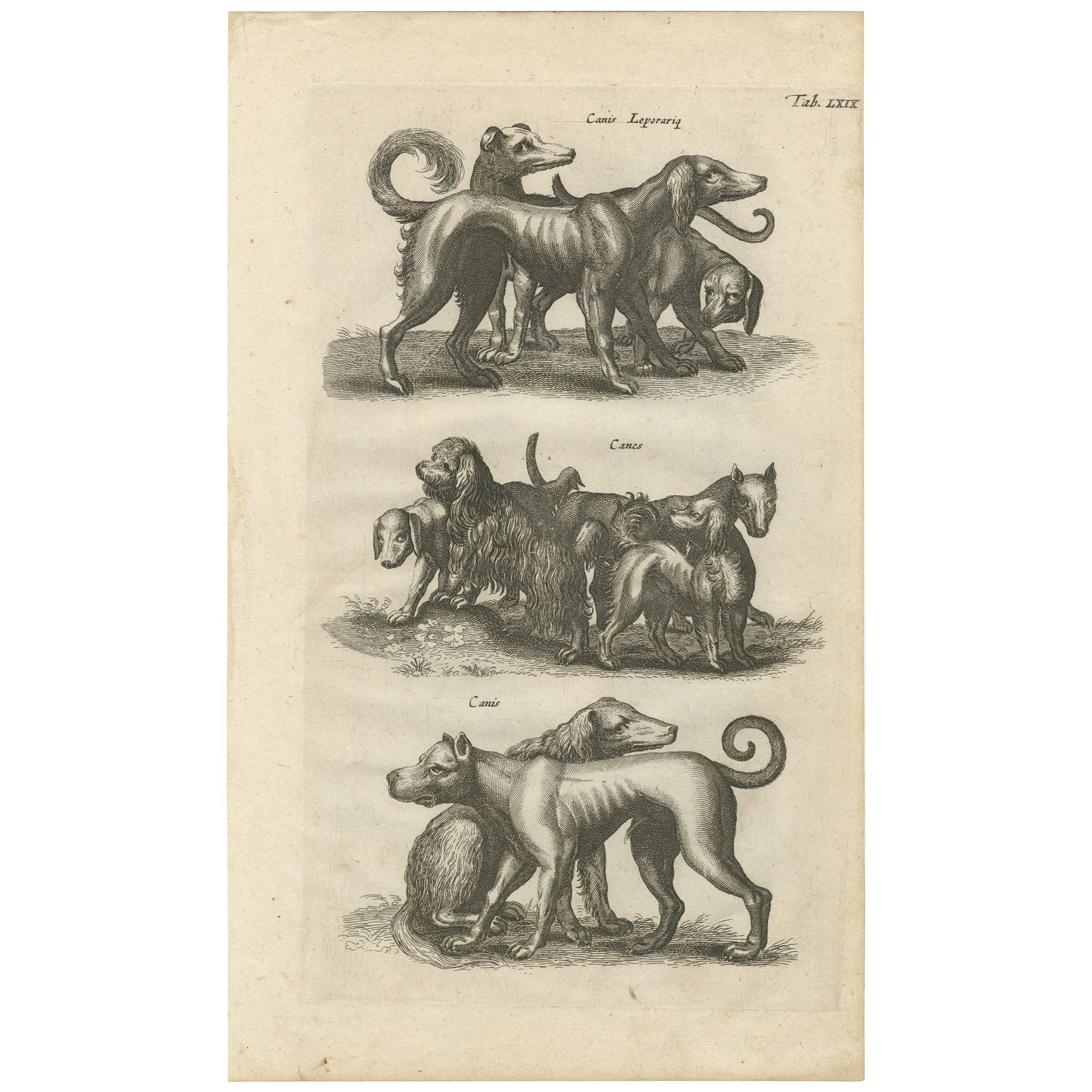 Antiker Druck verschiedener Hundebreeds „Tab LXIX“ von J. Jonston, 1657