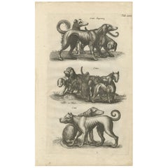 Antiker Druck verschiedener Hundebreeds „Tab LXIX“ von J. Jonston, 1657
