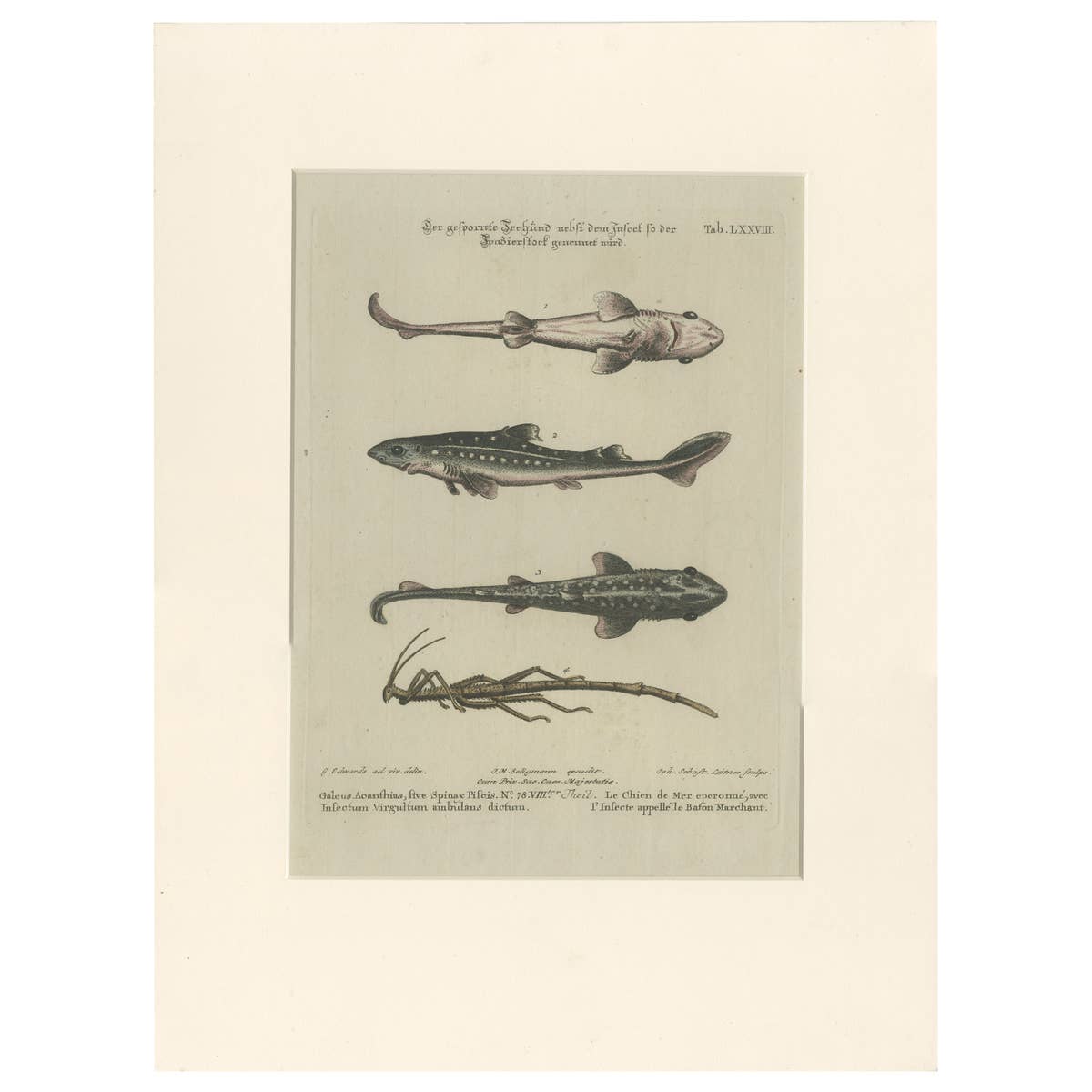 Antique Print of Various Fishes and an Insect by Seligmann 'c.1768'