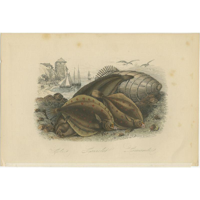 Antique print titled 'Lole, Carrelet, Limande'. Print of various flatfish. This print originates from 'Musée d'Histoire Naturelle' by M. Achille Comte. 

Artists and Engravers: Published by Gustave Havard.

Condition: Good, general age-related