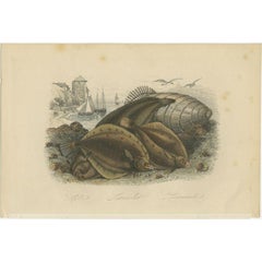 Stampa antica di vari pesci piatti, 1854