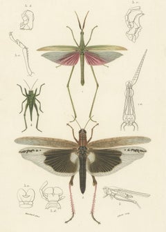 Antique Print of Various Insects Including a Grasshopper
