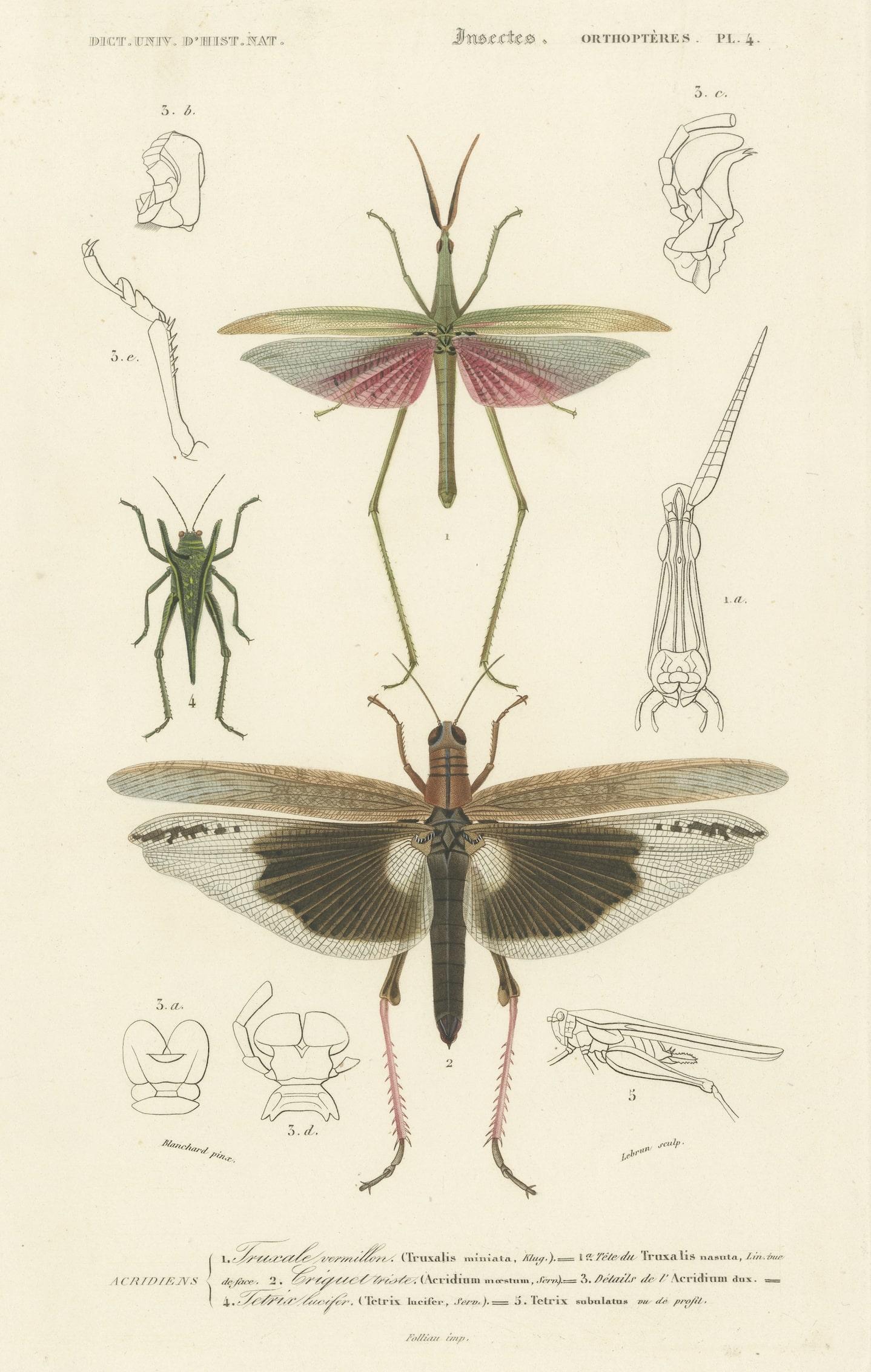 Antique Print of Various Insects Including a Grasshopper In Good Condition For Sale In Langweer, NL
