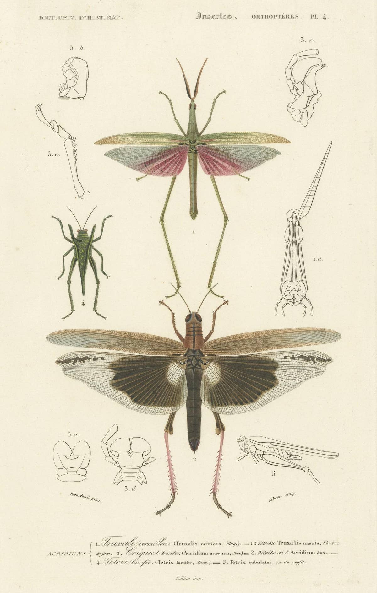 Antique Print of Various Insects Including a Grasshopper