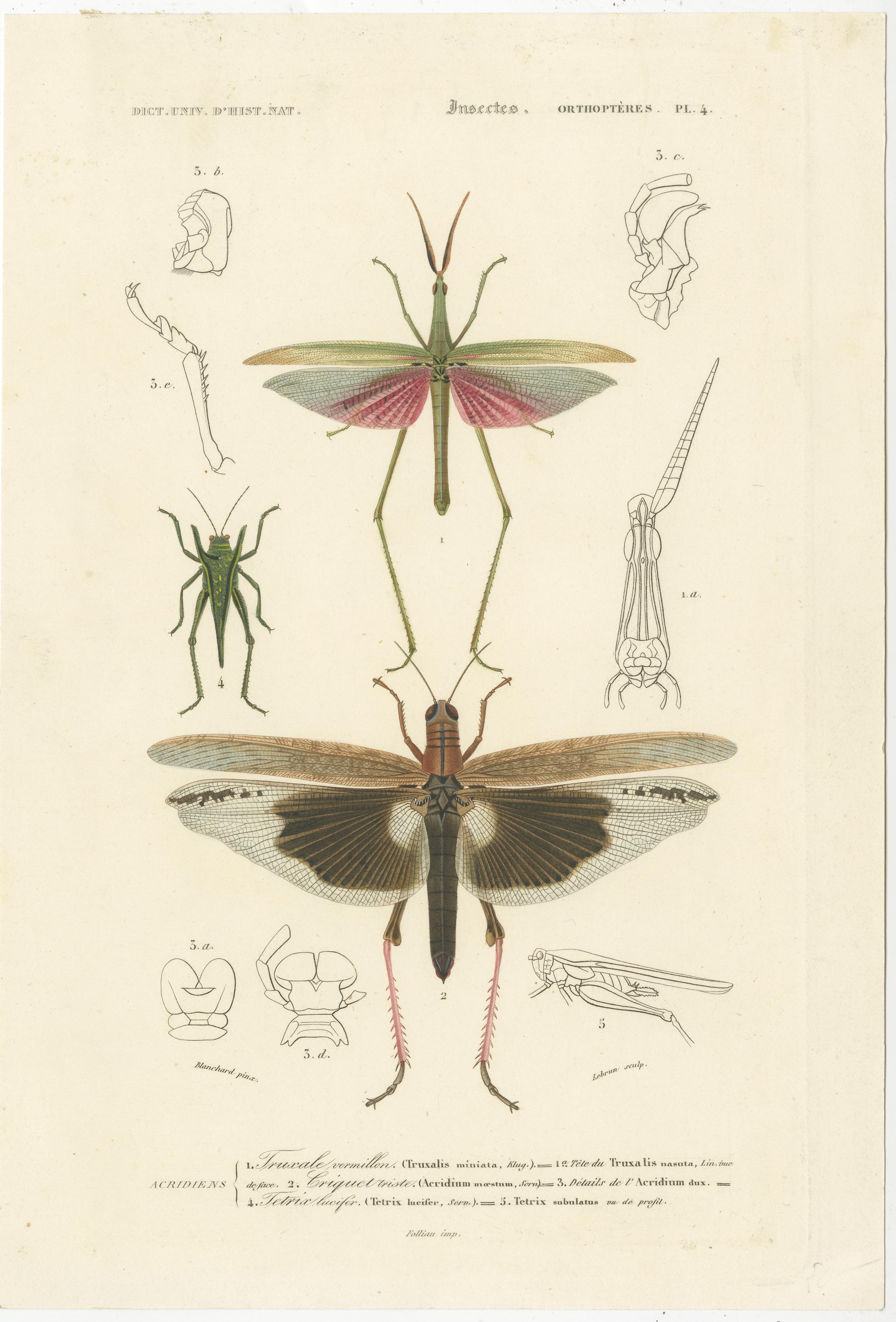 19th Century Antique Print of Various Insects Including a Grasshopper For Sale
