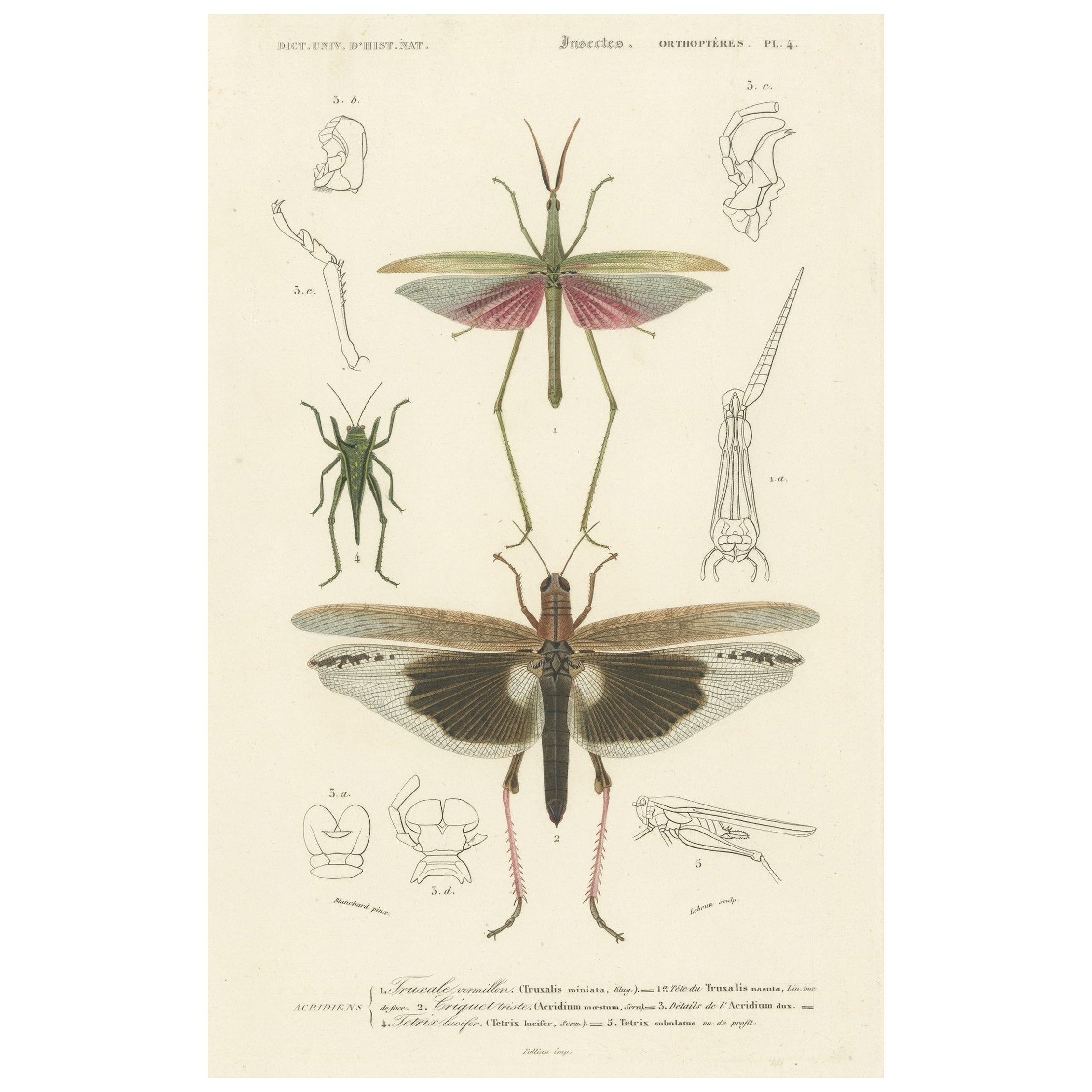 Impression ancienne de divers insectes, dont un sauterelle