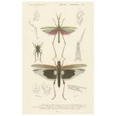 Impression ancienne de divers insectes, dont un sauterelle