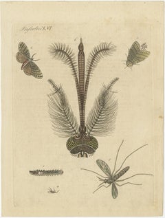 Antique Print of various Insects including the Nun Moth & Common House Mosquito