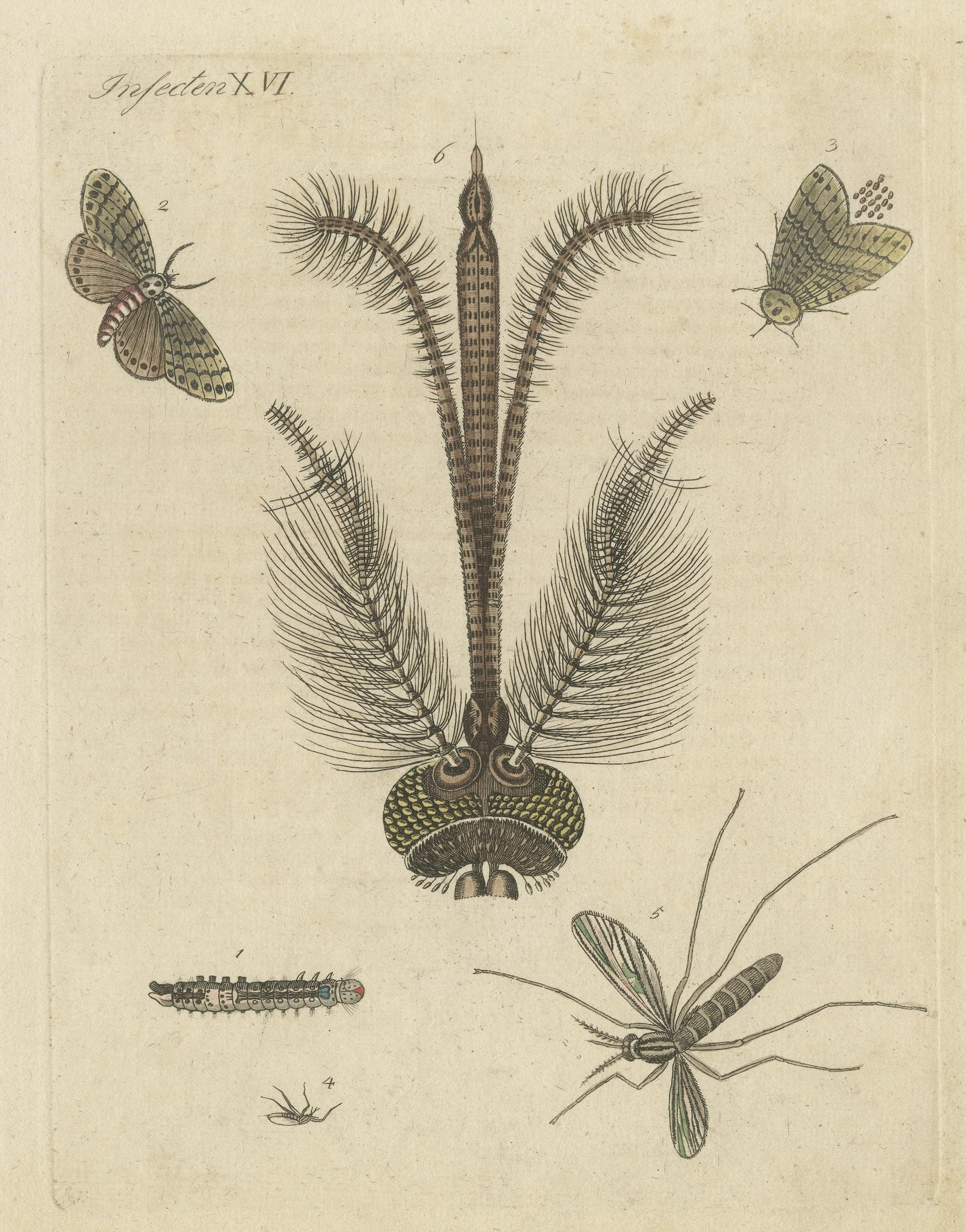 Engraved Antique Print of various Insects including the Nun Moth & Common House Mosquito For Sale