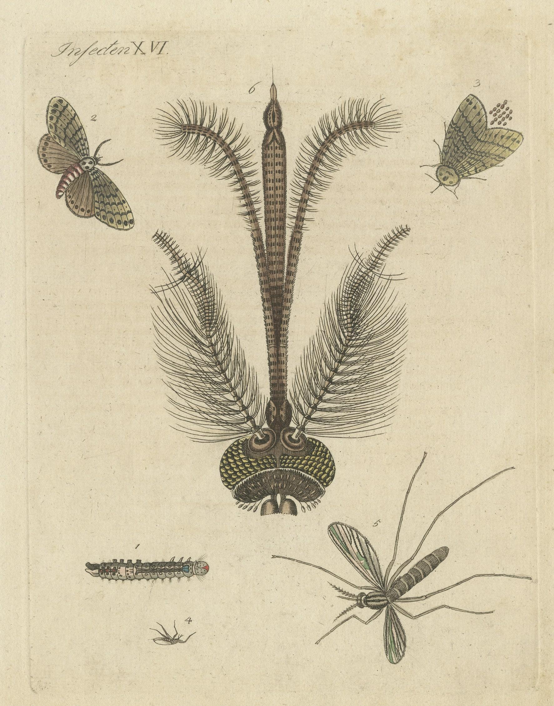 Stampa antica di vari insetti, tra cui la falena monaca e la zanzara domestica comune In condizioni discrete in vendita a Langweer, NL