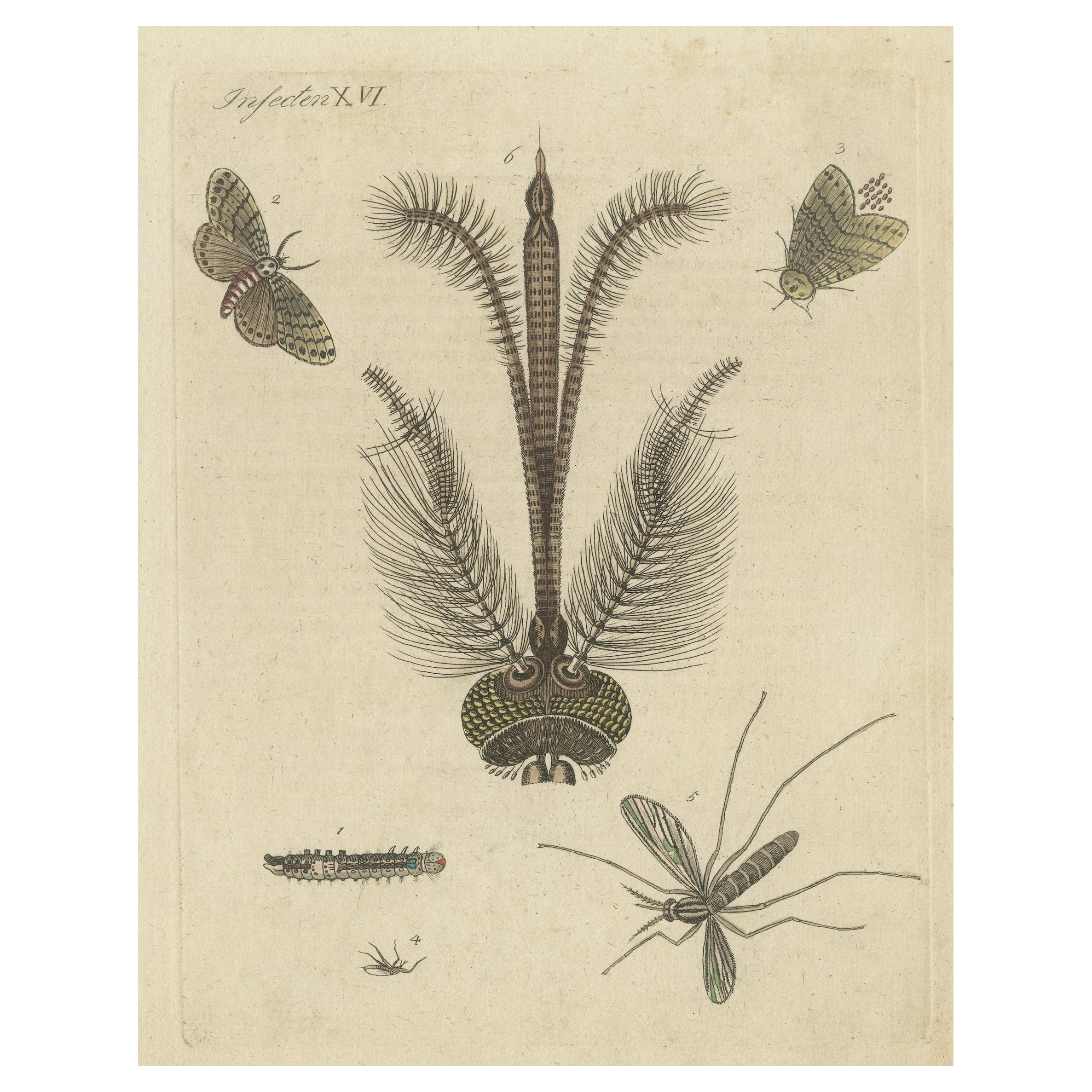 Impression ancienne de divers insectes, dont la mosquée de Nun Moth & Common House