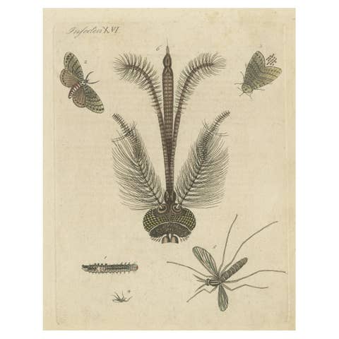 Antique Print of various Insects including the Nun Moth & Common House Mosquito