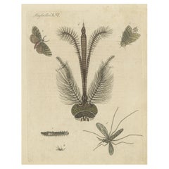 Impression ancienne de divers insectes, dont la mosquée de Nun Moth & Common House