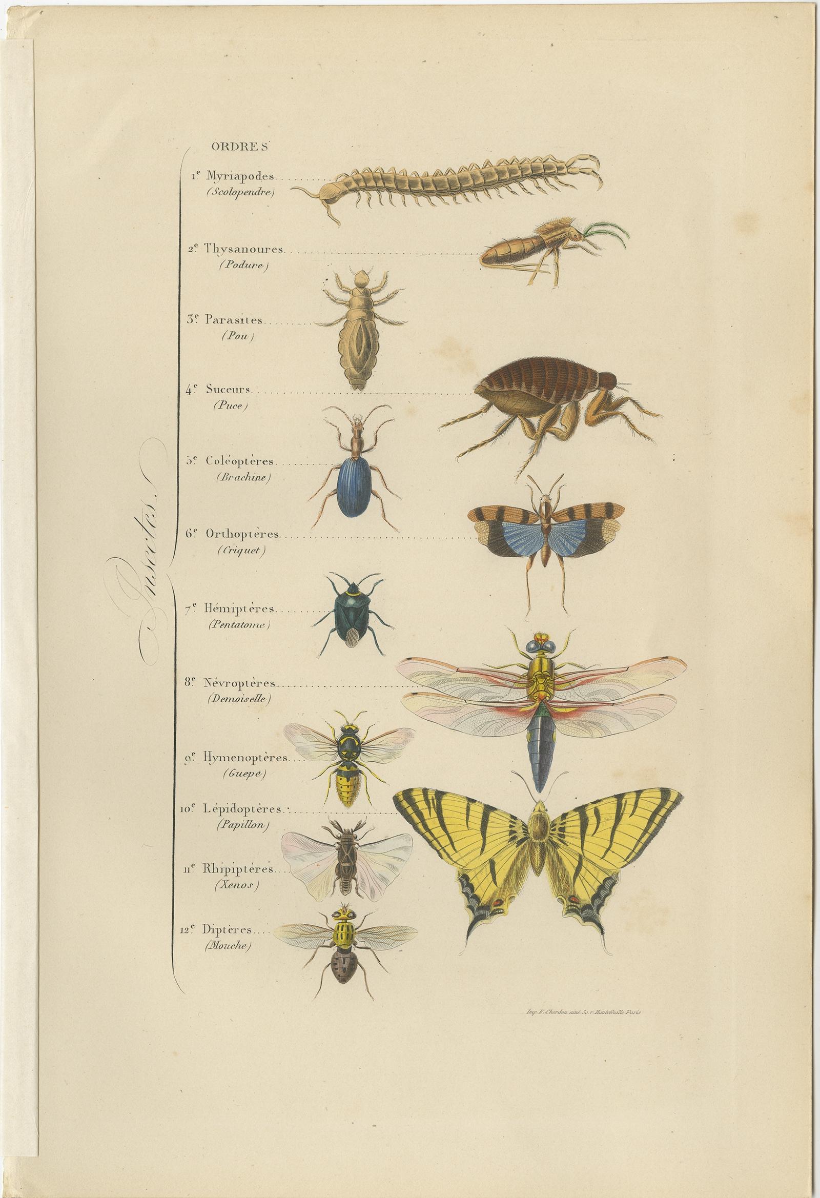 Antique print titled 'Insectes'. 

Print of various insects. This print originates from 'Musée d'Histoire Naturelle' by M. Achille Comte. 

Artists and Engravers: Published by Gustave Havard.