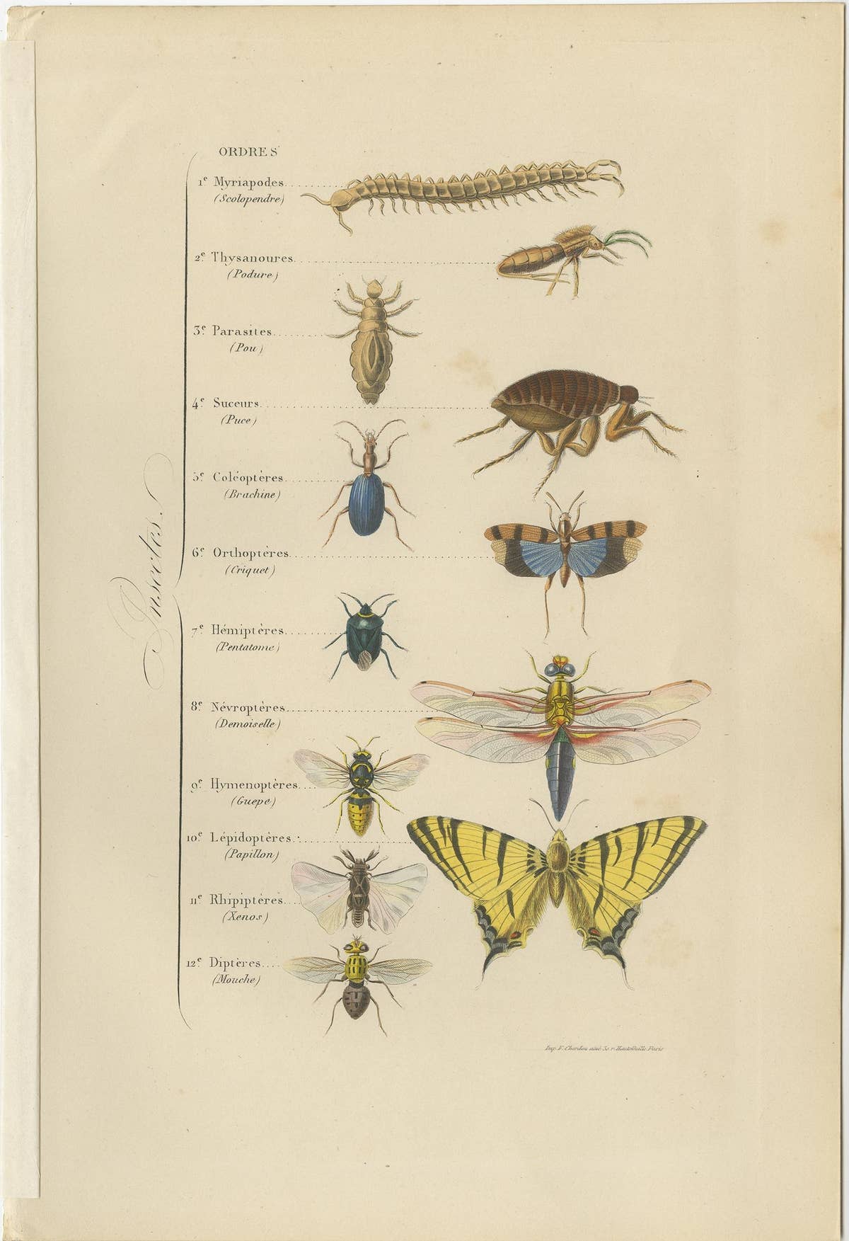 Antique Print of Various Insects, Published in 1854