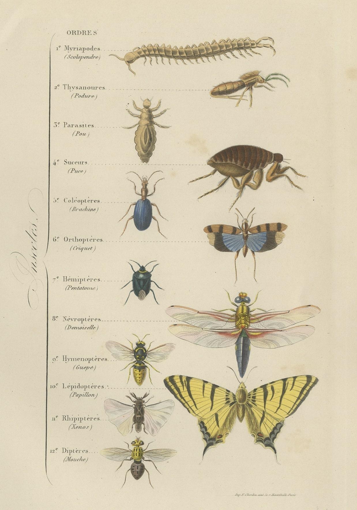 insect identification chart