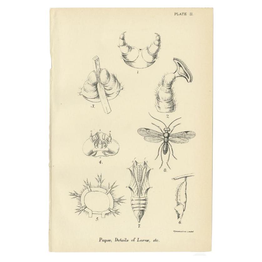 Antiker antiker Druck verschiedener Larva, 1896