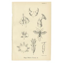 Antique Print of Various Larva, 1896