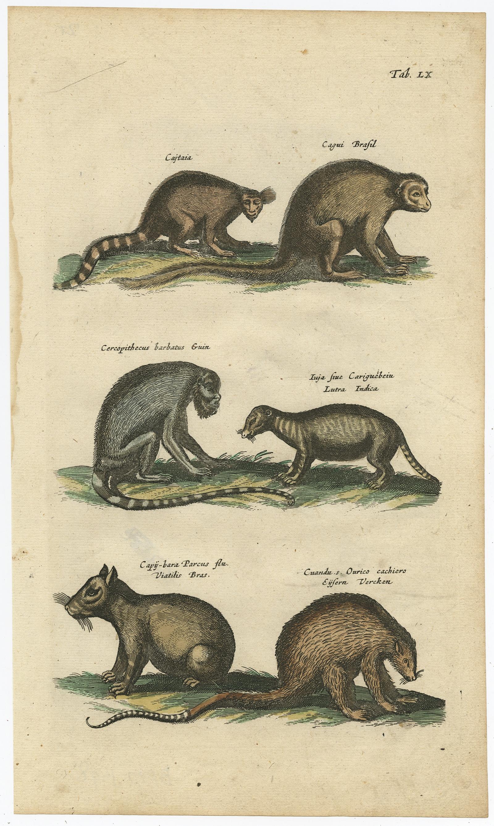 Antique print of various mammals; porcupine, capybara, otter, monkey etc. This print originates from 'Historiae Naturalis De Piscibus Et Cetis Libri V' by John Johnston, published by Matthias Merian in 1657.

Artists and Engravers: John Johnston