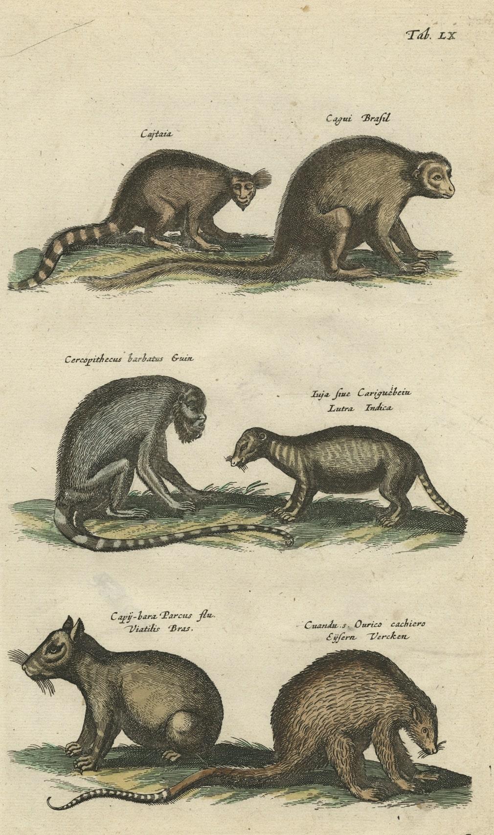 Impression ancienne de divers mammouths Porcupine, Capybara, Otter, Monkey etc., 1657 Bon état - En vente à Langweer, NL