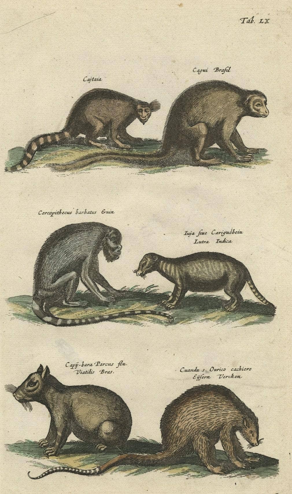 Antique Print of various Mammals Porcupine, Capybara, Otter, Monkey etc., 1657