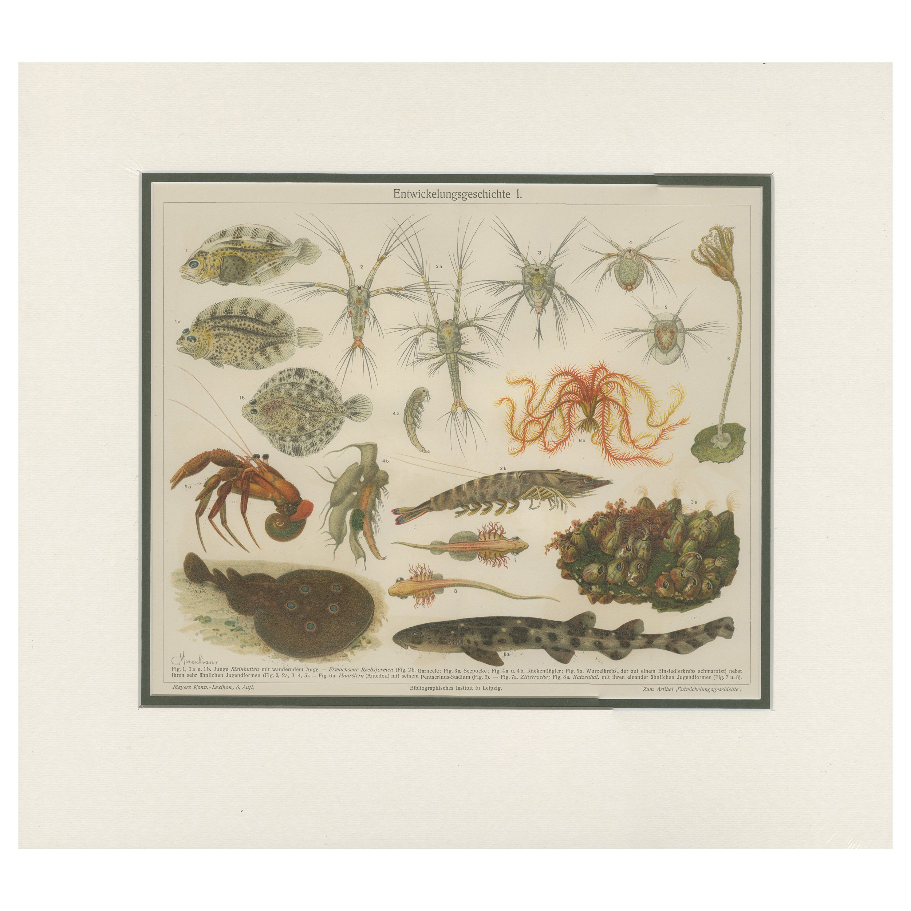 Impression ancienne de diverses natures marines par Meyer, datant d'environ 1905