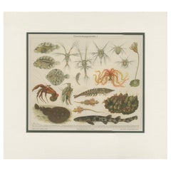 Grabado antiguo de Meyer 'c.1905' sobre diversos tipos de vida marina