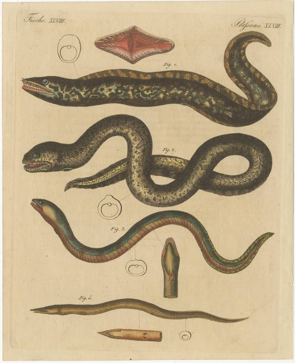 Antique Print of Various Marine Life Including Gymnothorax Afer or Dark Moray