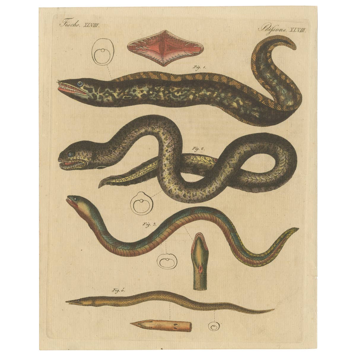 Antique Print of Various Marine Life Including Gymnothorax Afer or Dark Moray
