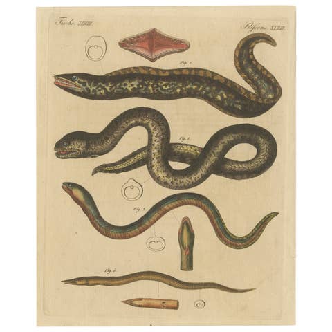 Antique Print of Various Marine Life Including Gymnothorax Afer or Dark Moray