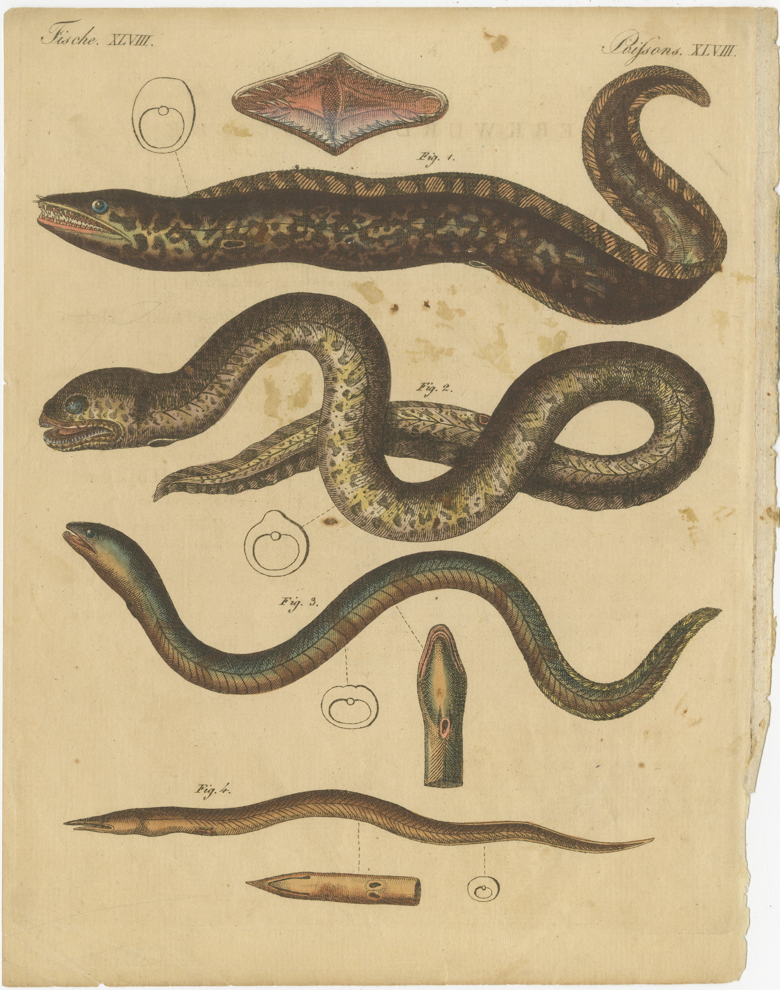 Antiker Druck von verschiedenen Meeresbewohnern, darunter Gymnothorax Afer (Dunkle Muräne), um 1800

Beschreibung: Dieser handkolorierte Original-Kupferstich zeigt verschiedene Arten von Meereslebewesen, darunter Gymnothorax afer, allgemein bekannt