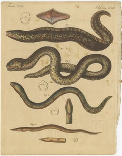 Antique Print of Various Marine Life Including the Dark Moray Eel, c.1800