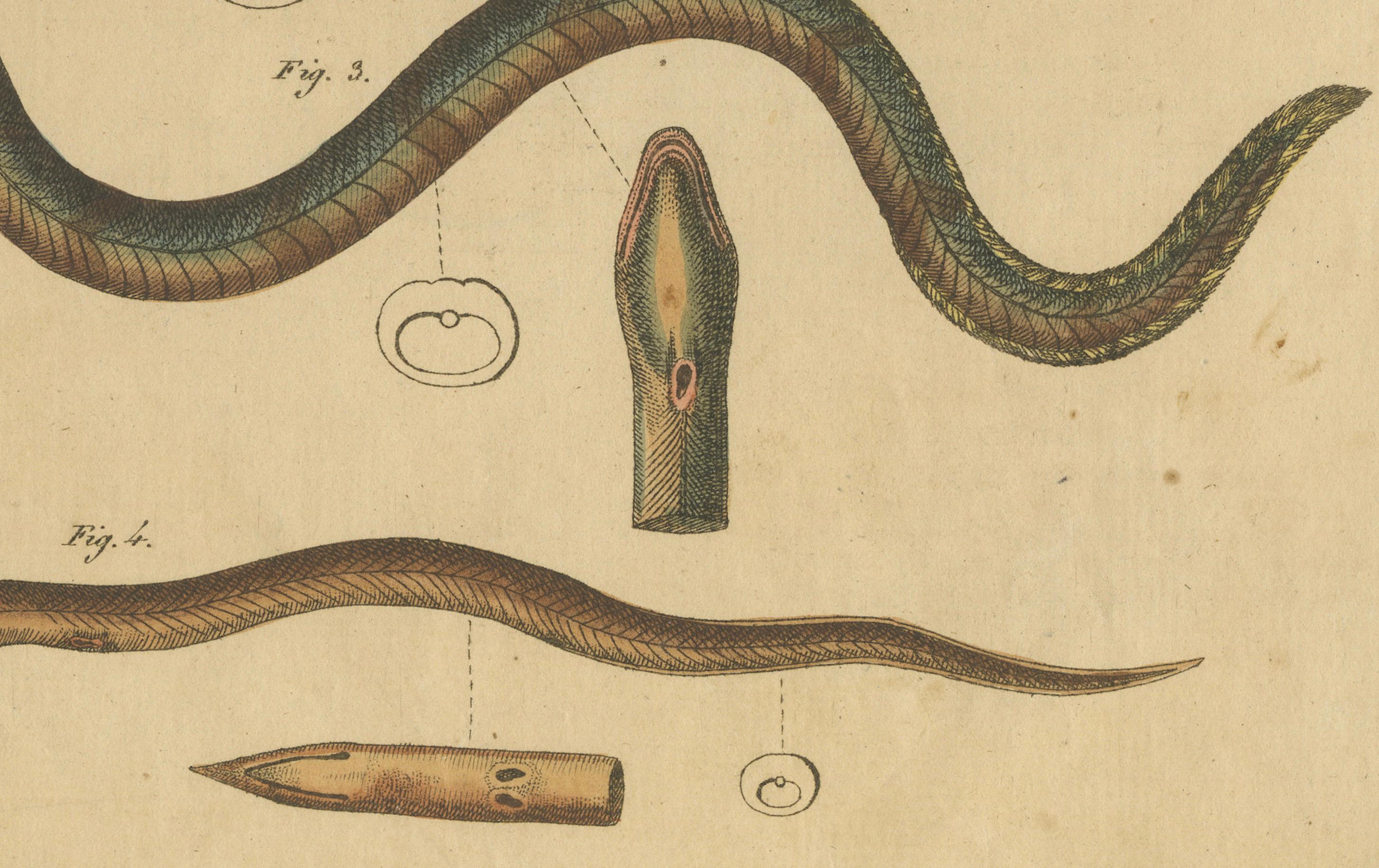 Antiker Druck verschiedener Marineleben mit dem dunklen Moray-Aal, um 1800 (Graviert) im Angebot