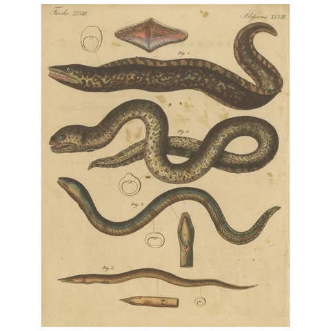 Antique Print of Various Marine Life Including the Dark Moray Eel, c.1800