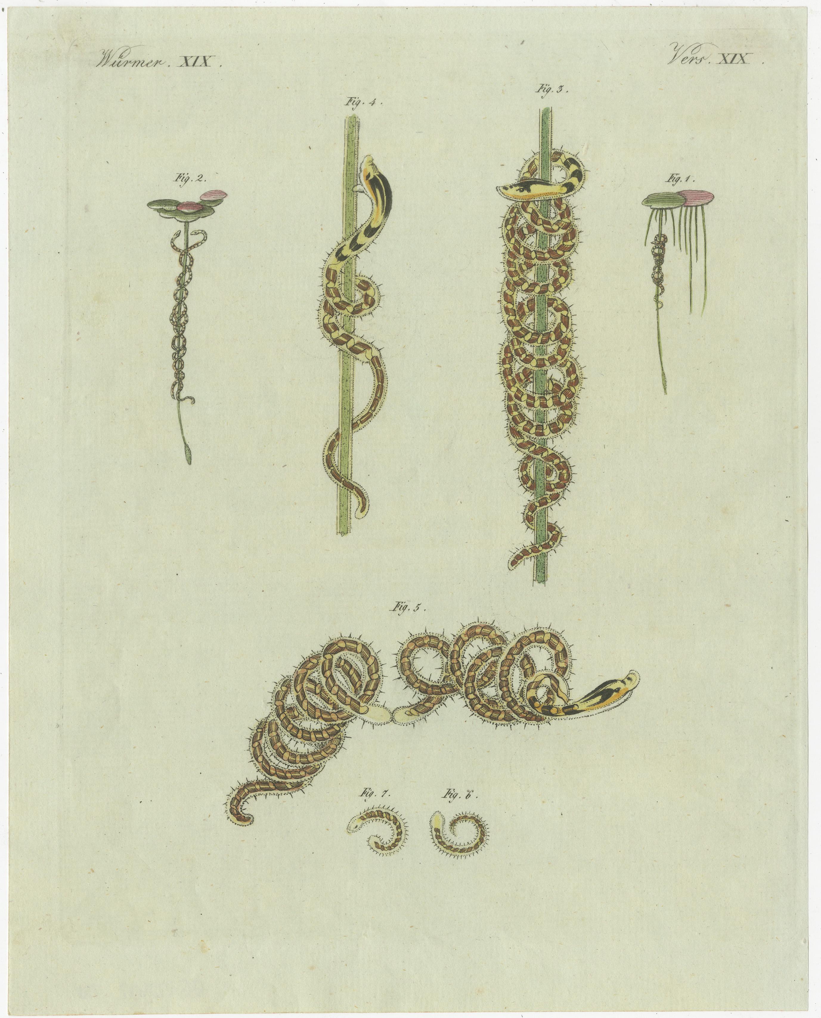 Paper Antique Print of Various Marine Worms or Sea Worms For Sale