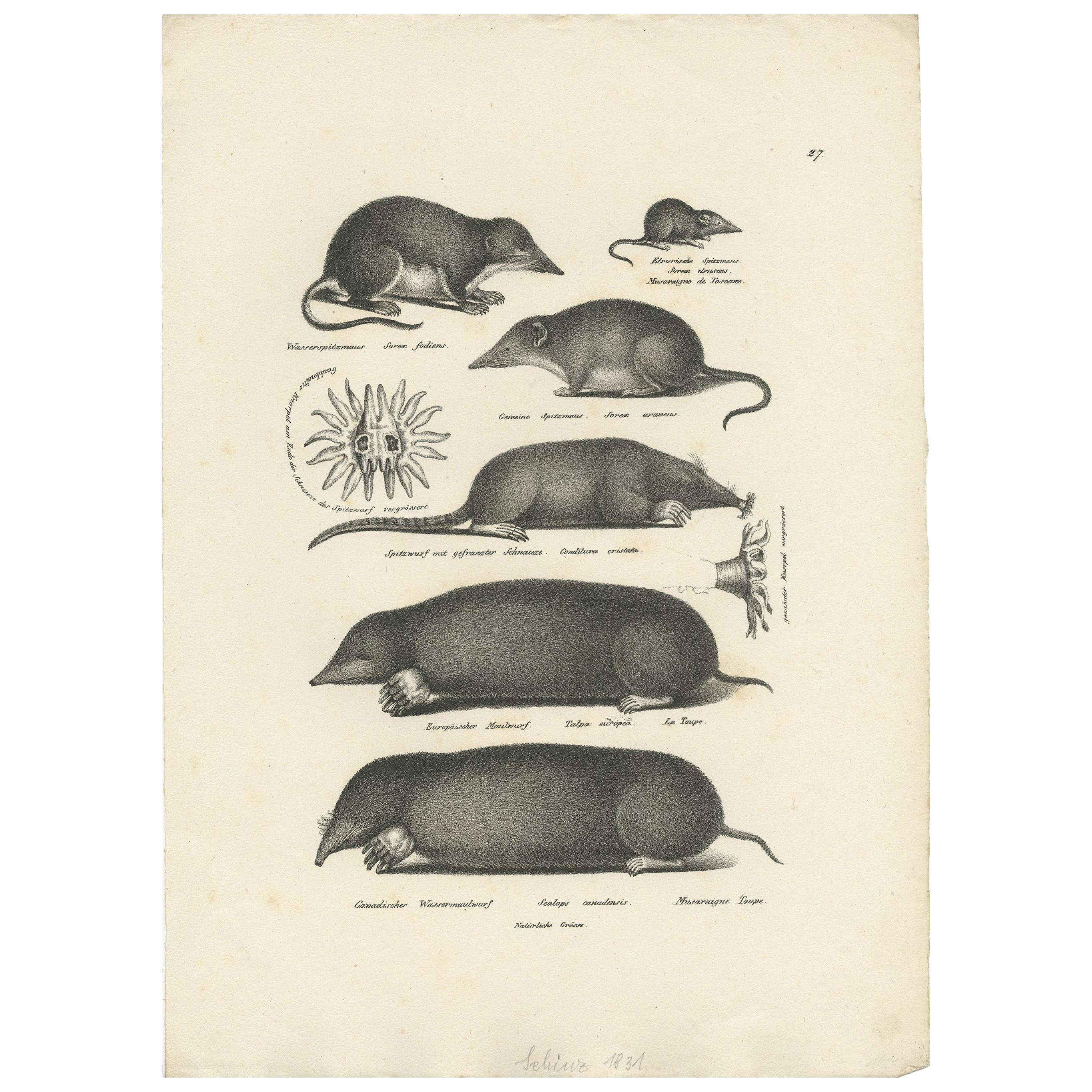 Impression ancienne de divers minéraux et autres rodents par Schinz, « vers 1830 »