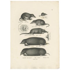 Antique Print of Various Mice and Other Rodents by Schinz, 'C.1830'