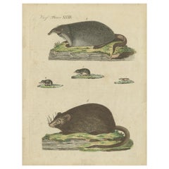 Antique Print of Various Mice, 'c.1800'