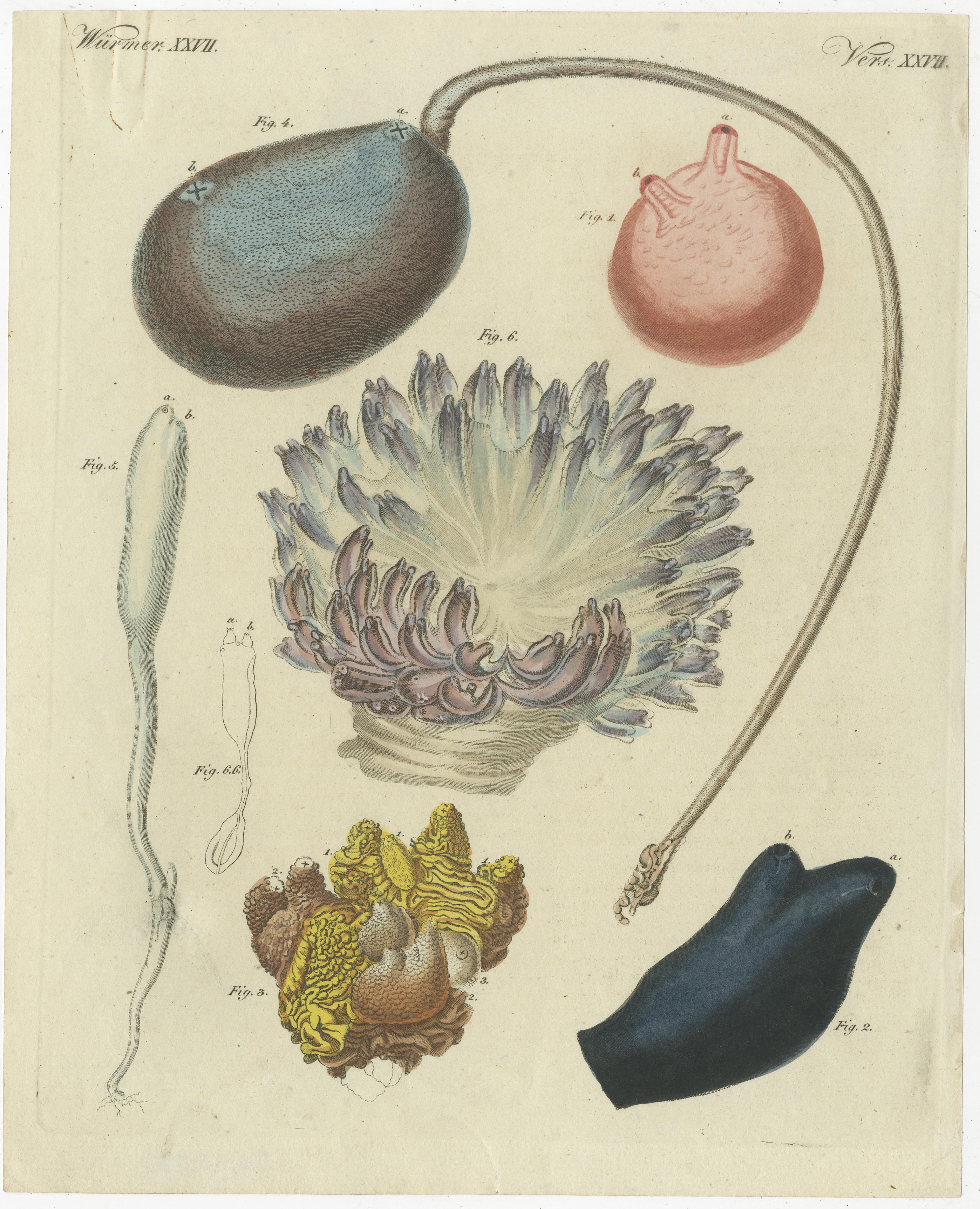 19th Century Antique Print of Various Molluscs Including the Boltenia Ovifera For Sale