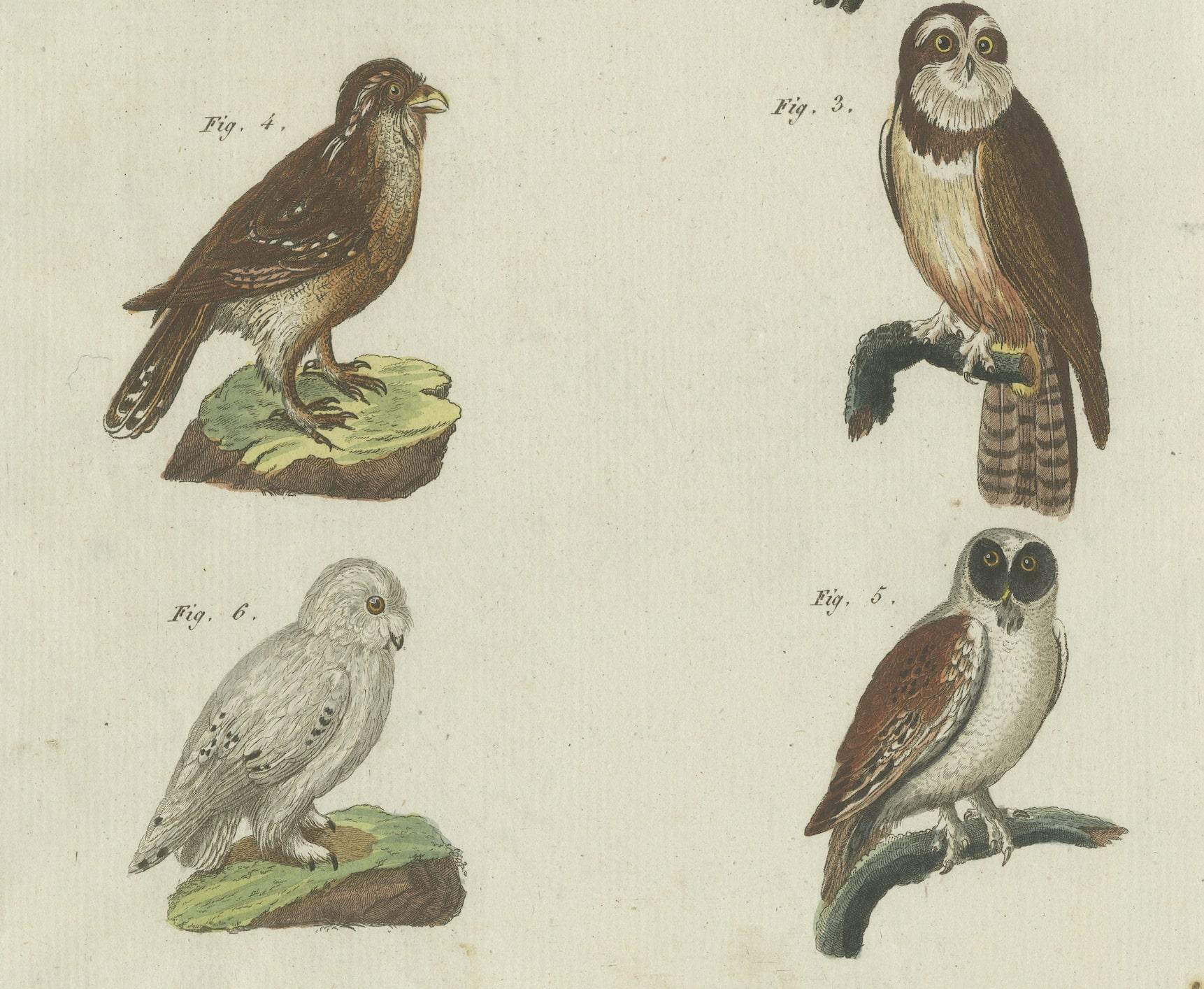Original antique print of various owls, including the little owl. This print originates from 'Bilderbuch fur Kinder' by F.J. Bertuch. Friedrich Johann Bertuch (1747-1822) was a German publisher and man of arts most famous for his 12-volume