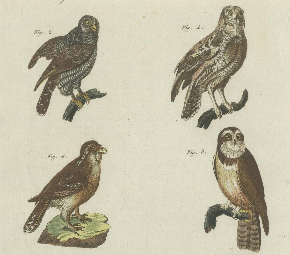 Antique Print of various Owls including the Little Owl