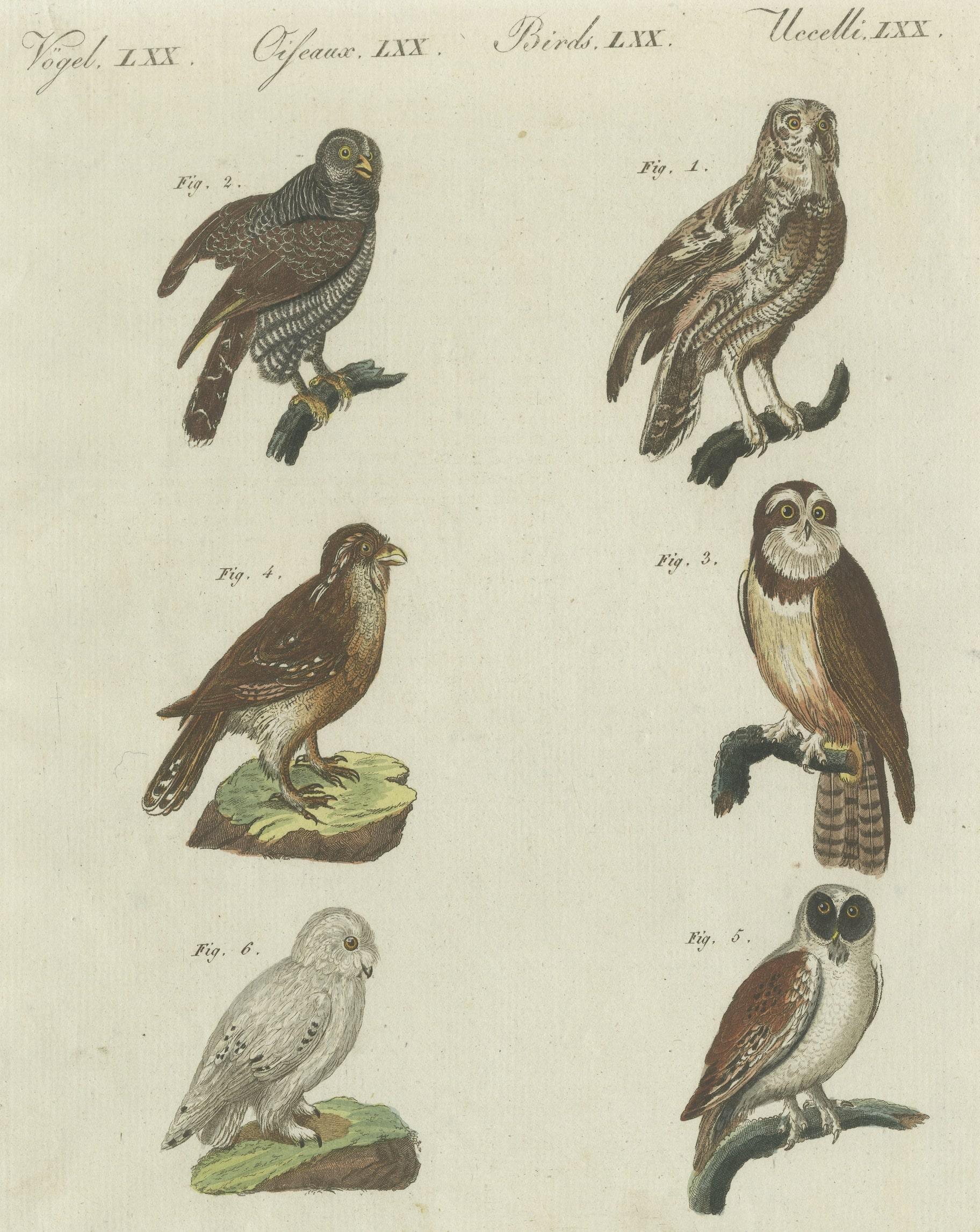 Antique Print of various Owls including the Little Owl In Good Condition For Sale In Langweer, NL