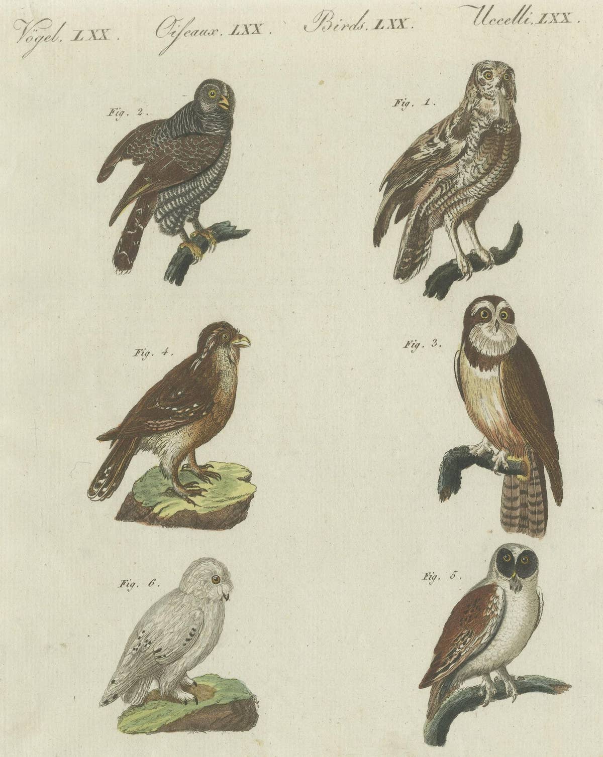 Antique Print of various Owls including the Little Owl
