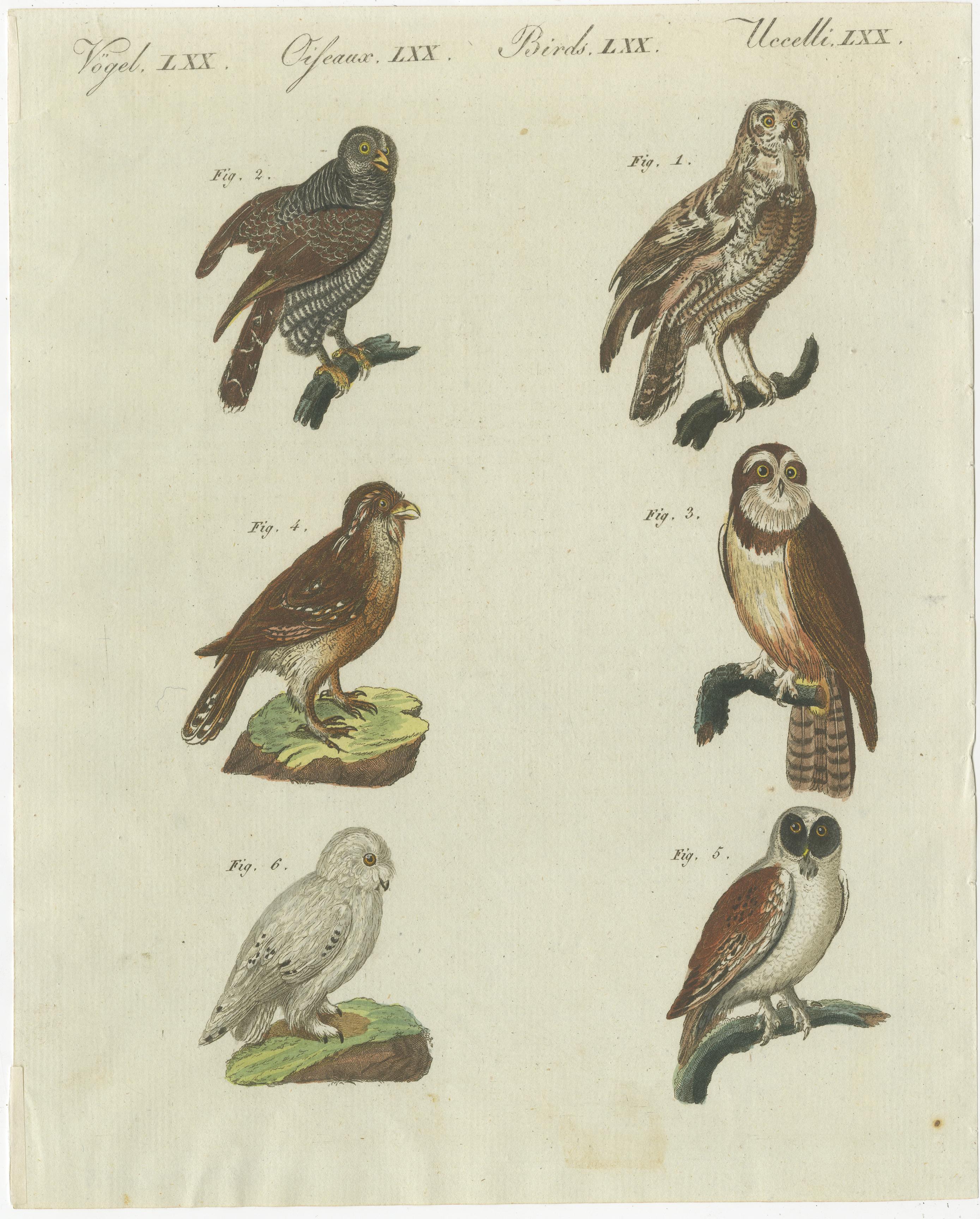 19th Century Antique Print of various Owls including the Little Owl For Sale