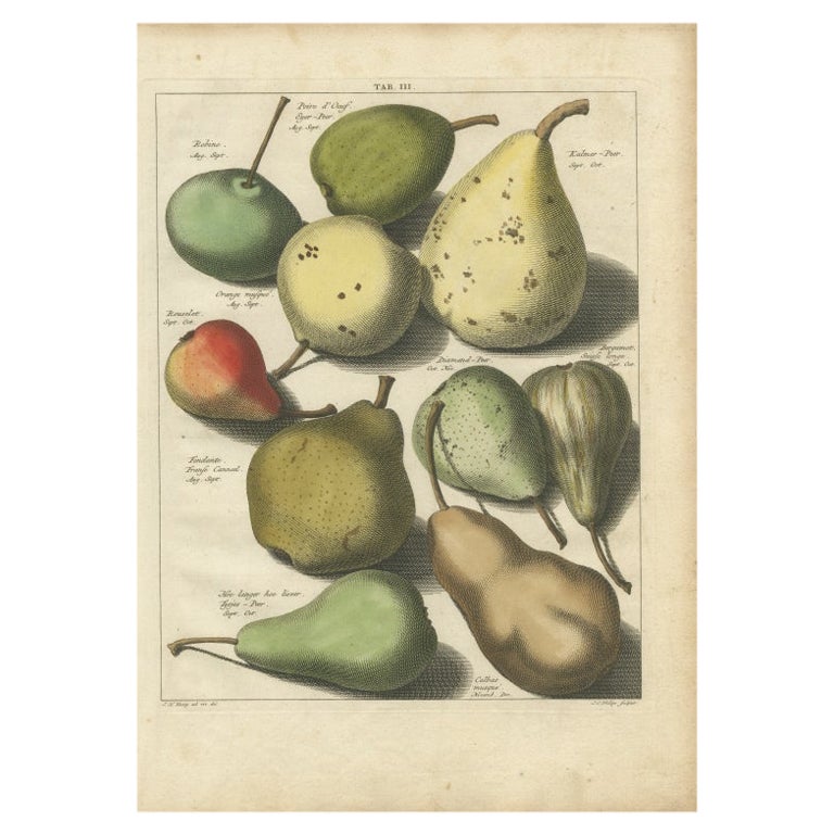Antiker Druck verschiedener Birnen von Knoop, 1758