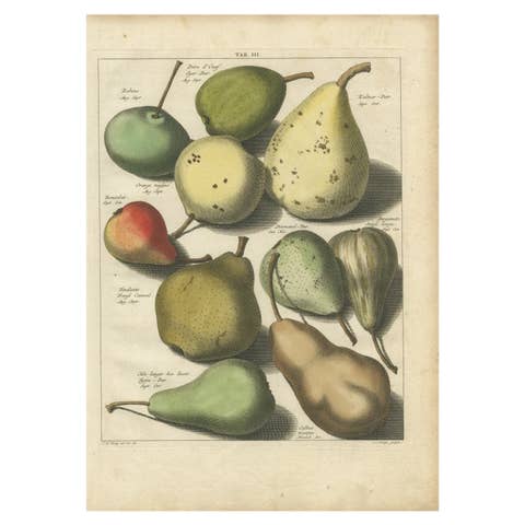 Antique Print of Various Pears by Knoop, 1758