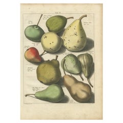 Antiker Druck verschiedener Birnen von Knoop, 1758