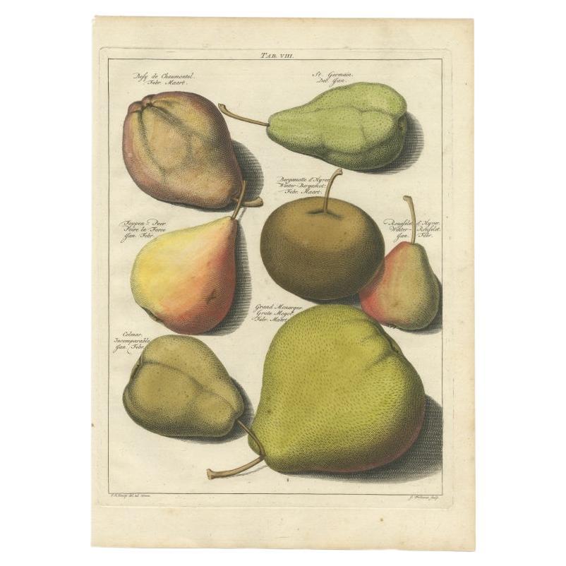Antique Print of Various Pears by Knoop, 1758 For Sale